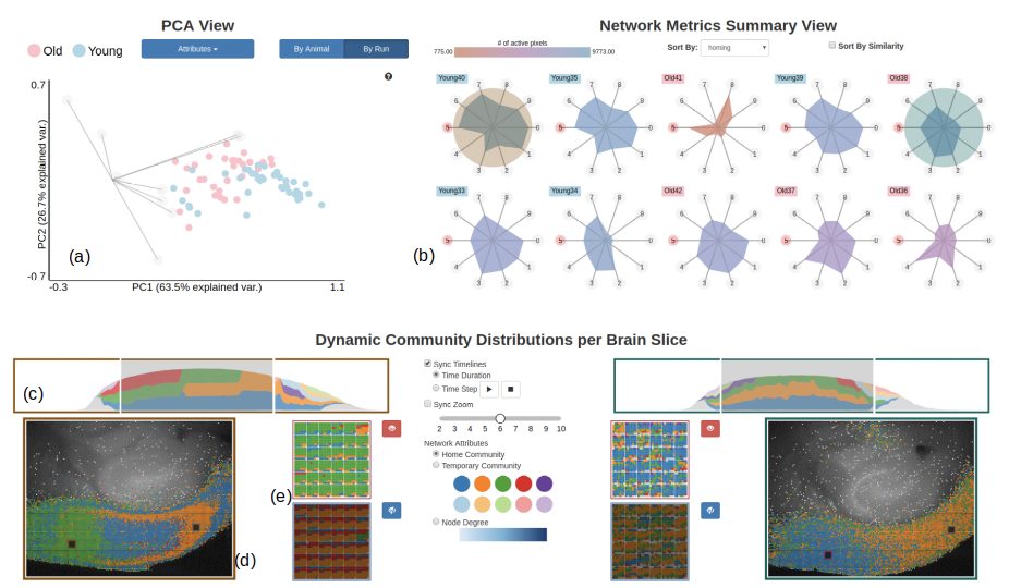RemBrain 2.0 implements a summary+detail visual approach for the analysis for comparative analysis of multiple brain networks at four scales: groups of subjects, individual subjects, activations of a subject, and ROIs of an activation.