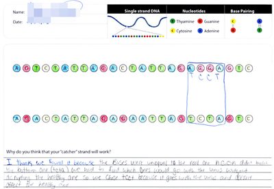 Subject Drawings of Nucleotide Chains